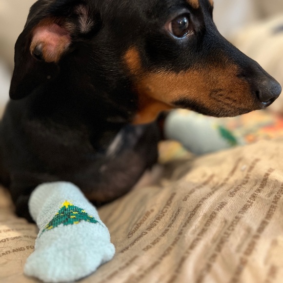 Christmas Tree Holiday Pet Socks - Picture 10 of 12